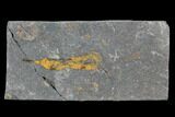 Ordovician Crinoid Fossil - Kaid Rami, Morocco #102829-1